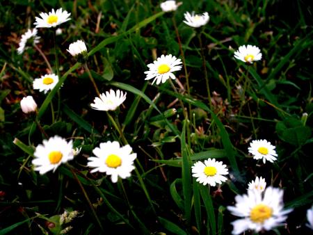 flowers